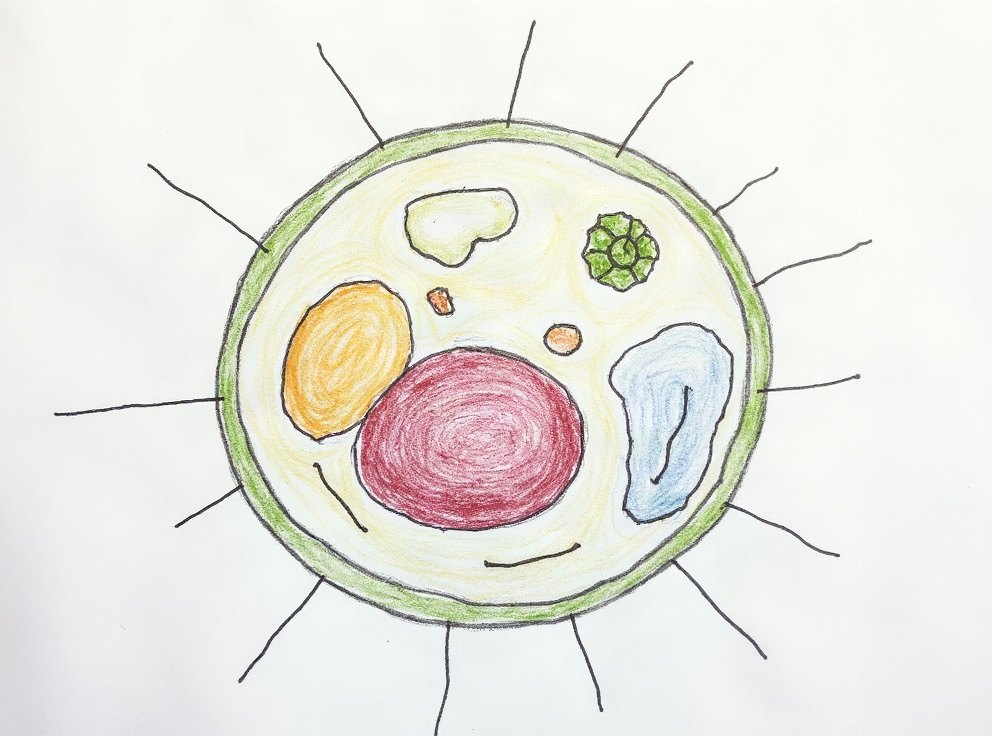 A child’s labelled diagram of a plant cell with a nucleus and other structures.